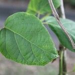 Cordia africana Frunză