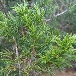 Juniperus virginiana Deilen