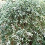 Pyrus salicifolia Habit