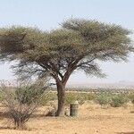 Acacia tortilis Hoja