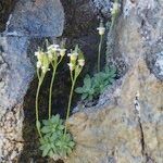 Draba dubia Hábito