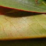 Quintinia sessiliflora Blatt