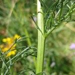 Jacobaea adonidifolia Ŝelo