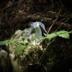 Clematis alpina Flor