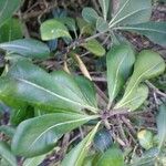 Pittosporum heterophyllum পাতা