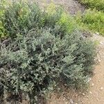 Heliotropium bacciferum Otro