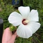 Hibiscus laevis Blüte