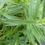 Angelonia biflora Leaf