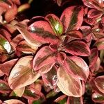 Coprosma repens List