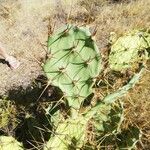 Opuntia dillenii Leht