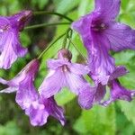 Cardamine pentaphyllos 花