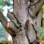 Acer davidii Bark