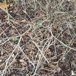 Solanum chenopodioides Bark