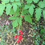 Actaea rubra Blatt