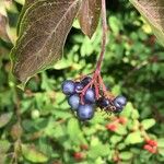 Cornus amomum Плод