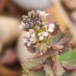 Aethionema carneum Flower