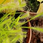 Drosera capensis Blad