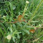 Leucanthemum ircutianum Листок