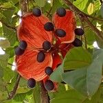 Sterculia monosperma 果實