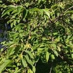 Halesia carolina Vekstform