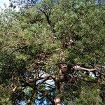 Pinus sylvestris Листок