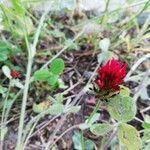 Trifolium incarnatumফুল