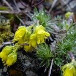 Draba hoppeana Egyéb