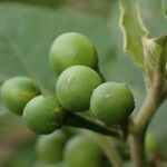 Solanum torvum Frucht