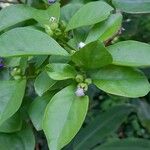 Brunfelsia australis 葉