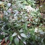 Ageratina altissima Yeri