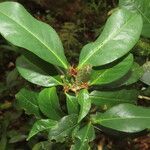 Erythroxylum fimbriatum Leht