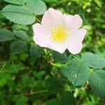 Rosa caninaFlower