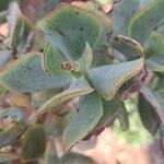 Crassula arborescens Fuelha