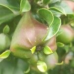 Rhodocactus grandifolius Fruit