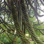 Araucaria araucanaЛист