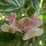 Begonia incarnata Flower