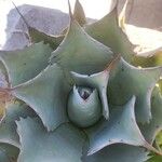 Agave parryi Feuille