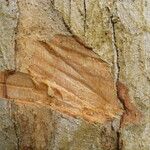 Bobgunnia fistuloides Corteza
