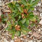 Rhododendron indicum Folha