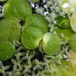 Hydrocharis laevigata Blatt