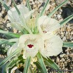 Mohavea confertiflora Flor