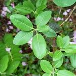 Rhododendron oreotrephes Folha
