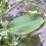 Potamogeton polygonifolius Leaf