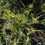 Cyperus flavescens Natur