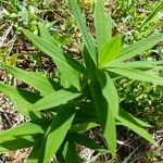 Polygonatum verticillatum 花
