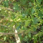 Oxybasis chenopodioides ফুল