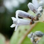 Psychotria poissoniana फूल