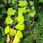 Crataegus marshallii Leaf