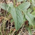 Pentanema hirtum Leaf