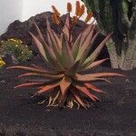 Aloe marlothii Floro